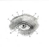 Eyes Of Mine - Fig.1