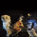 ErikM & Pierre Bastien - Observations