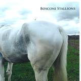 V/a - Bosconi Stallions 4x12