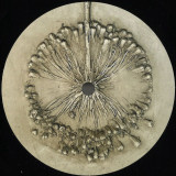 Scrimshire - Nothing Feels Like Everythin EP