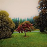THE BATS - Foothills