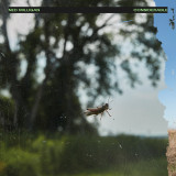 Ned Milligan - Considerable LP