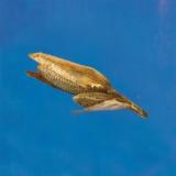 OR SOBRE BLAU - MAKING FRIENDS