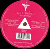 Dachshund - Yellowstone