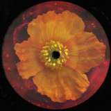 Clarence Wu - Venus Within