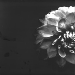 Psychotria