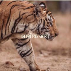 Lotus Rising - आशिक अली LP