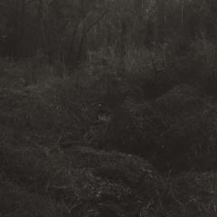 transient LP