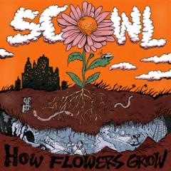 HOW FLOWERS GROW
