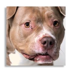 Music for Dogs