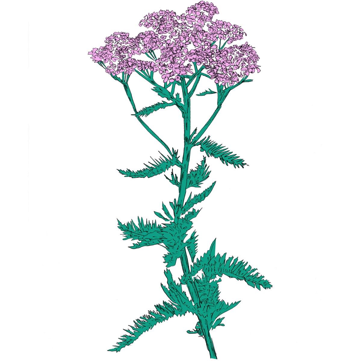 Patricia Wolf — Music To Watch Seeds Grow By 009: Patricia Wolf (Yarrow) (Tape) vinyl cover