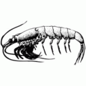 Krill Music