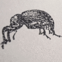 Weevil Neighbourhood