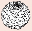 ANUS Records