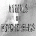 Animals On Psychedelics