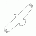 BUTEO BUTEO